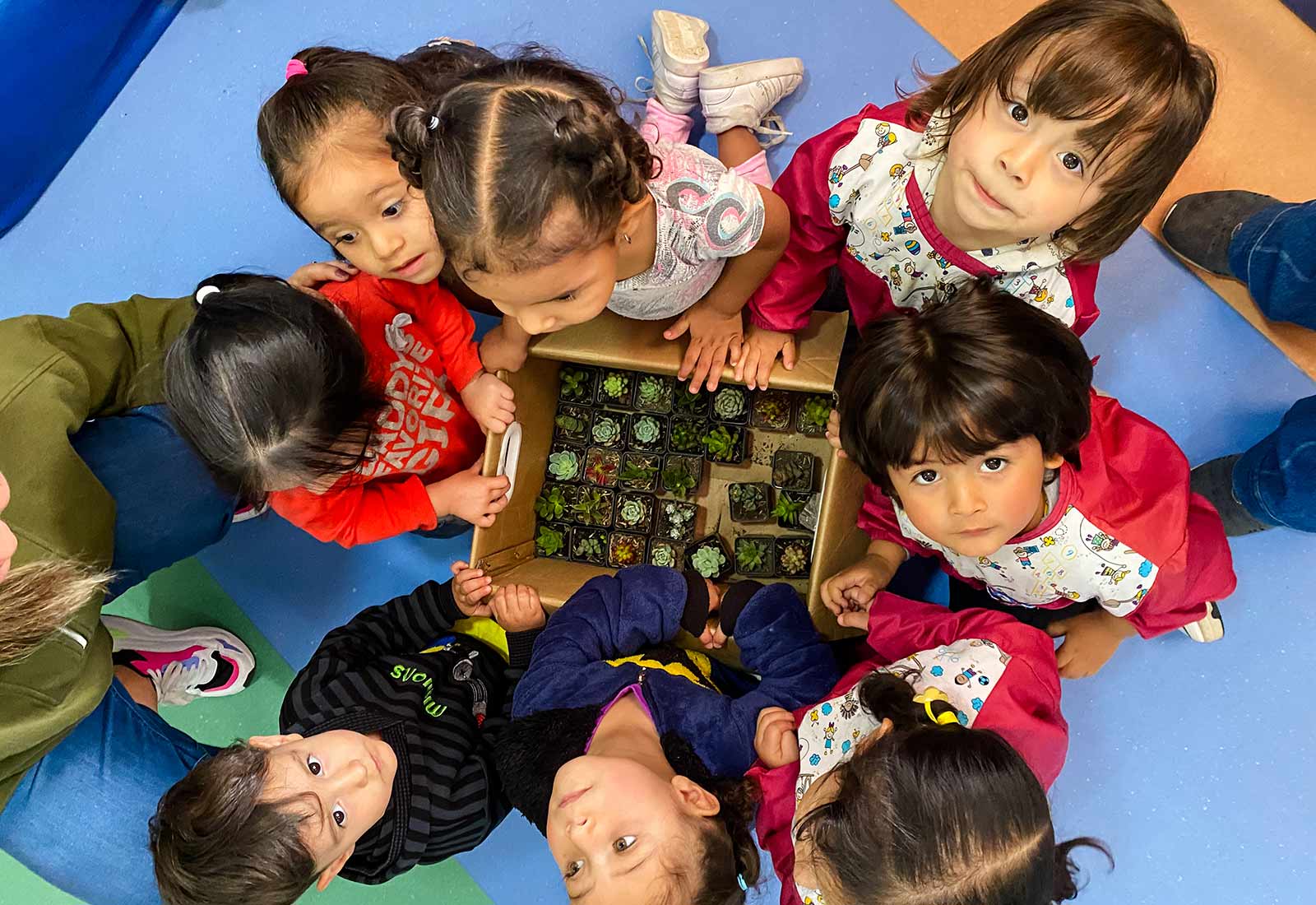 International Day of the Child is celebrated in Colombia. Here the children are looking into a box of succulents.