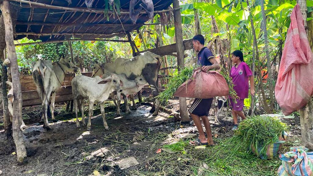 A family cares for cows in Cambodia