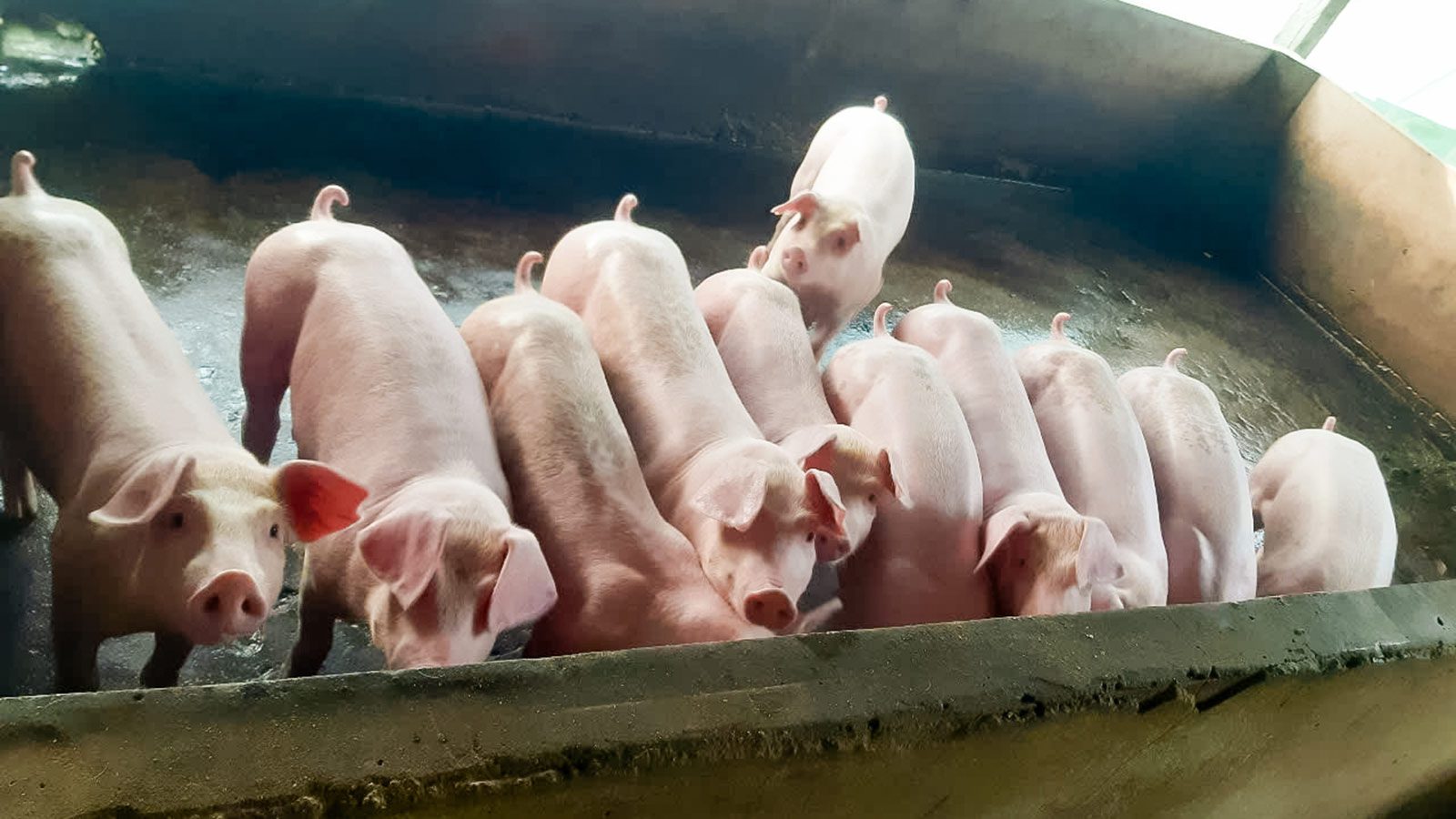 donors provided a livestock gift for a family through Gifts of Hope — the photo shows how their herd of pigs has grown