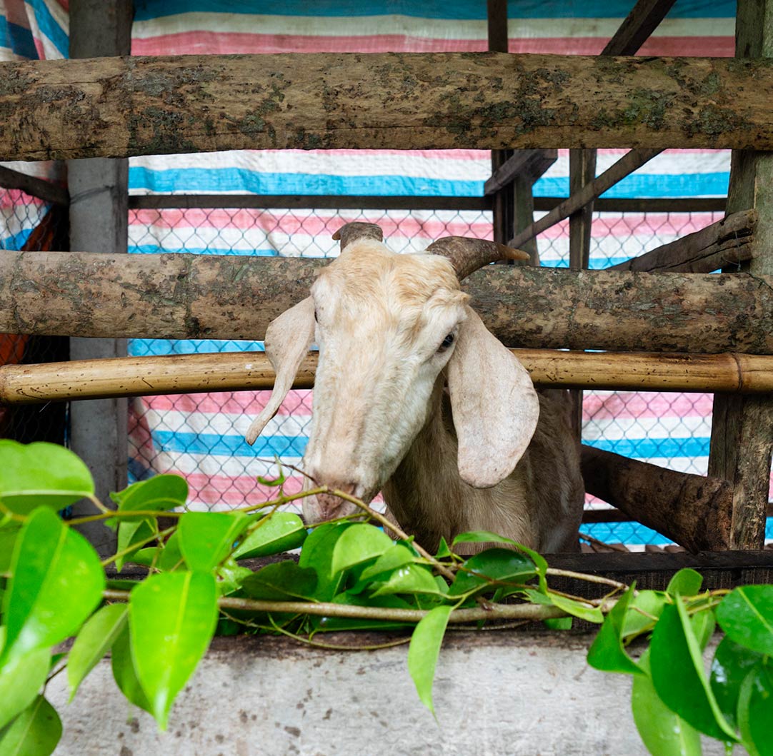 A goat in a pen munches on leaves