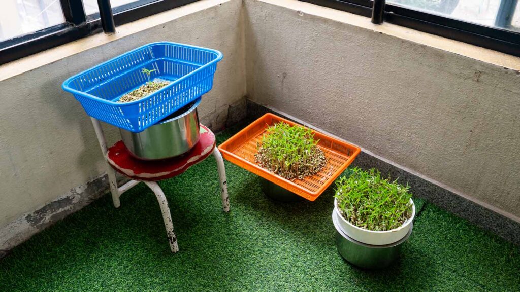 mung bean sprouts in a migrant daycare greenhouse