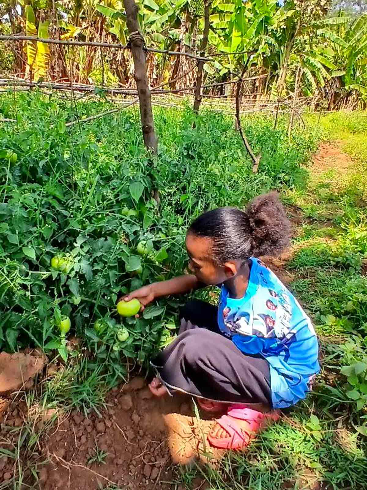 a girl picks vegetables from her garden — a gift of hope from a donor