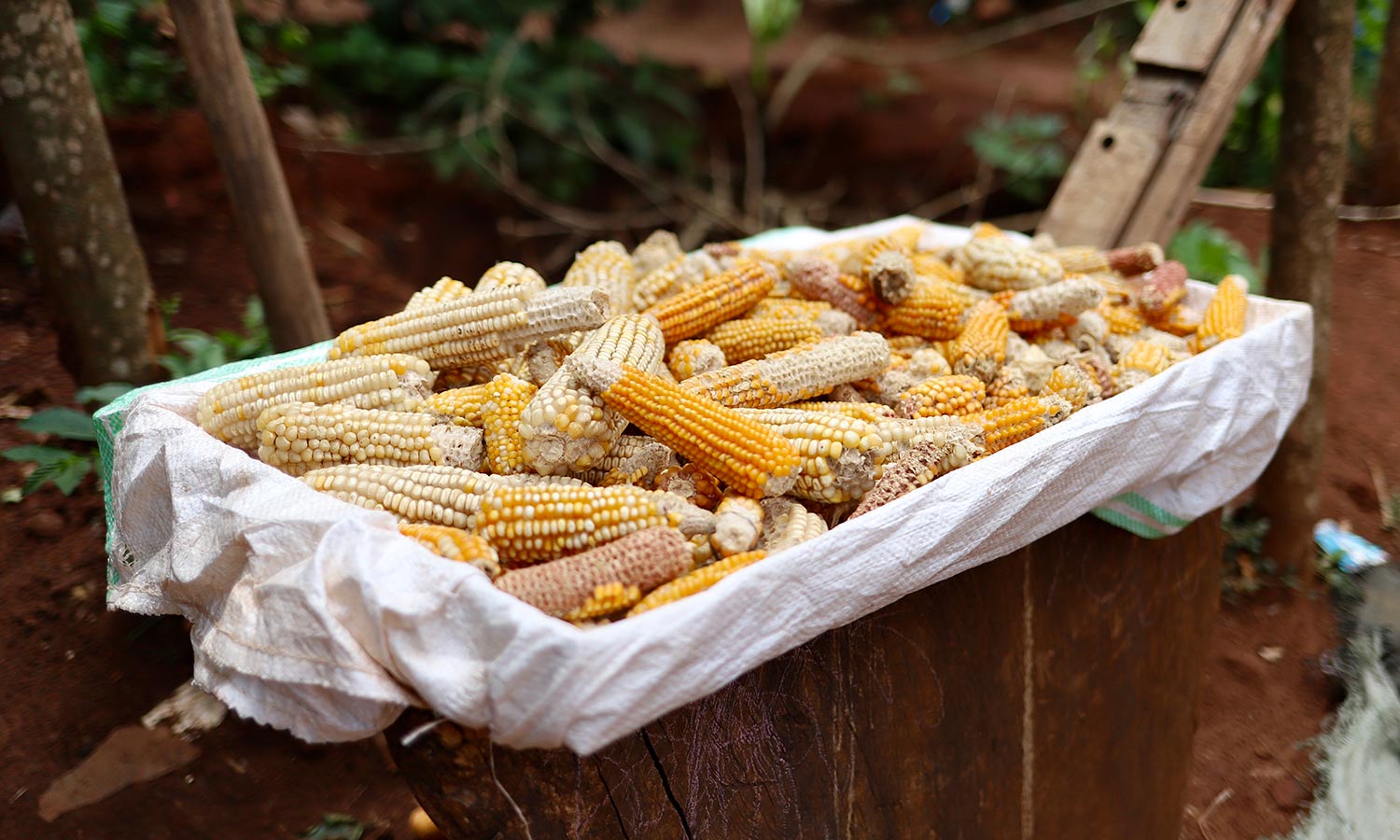 a linen wrapped dish full of yellow corn in rural Uganda